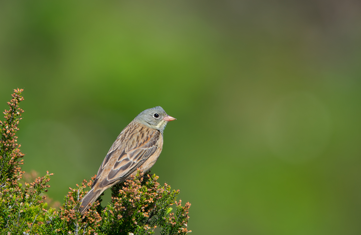 Ortolan Bunting