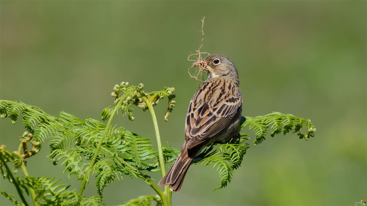 Ortolan Bunting