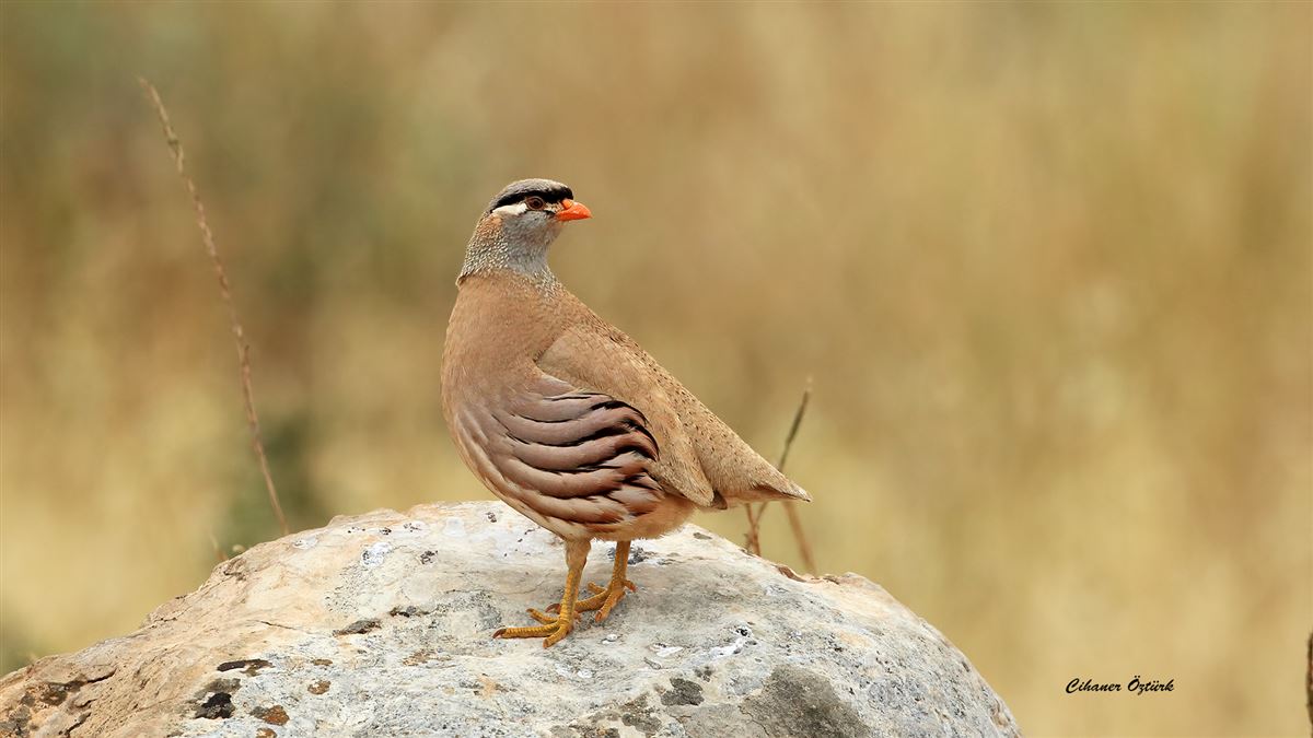 See-see Partridge