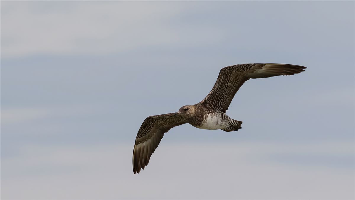 Kütkuyruklu Korsanmartı