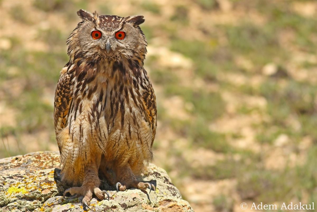 Eurasian Eagle-Owl