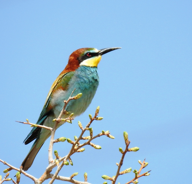 European Bee-eater