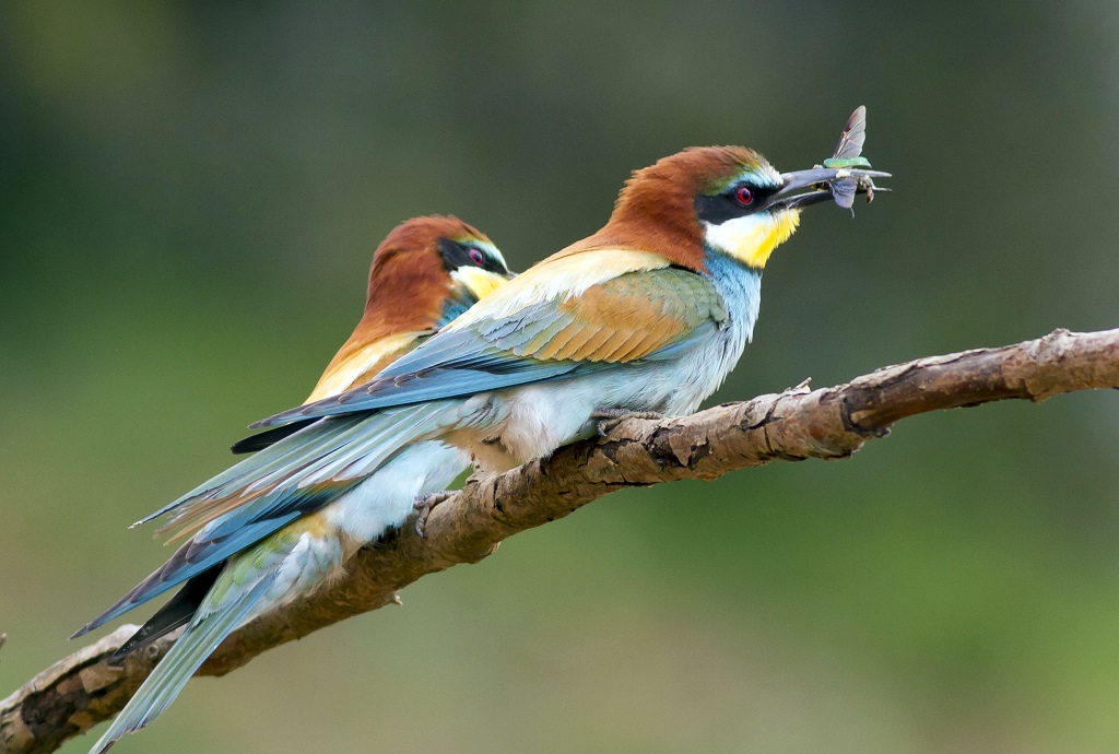 European Bee-eater