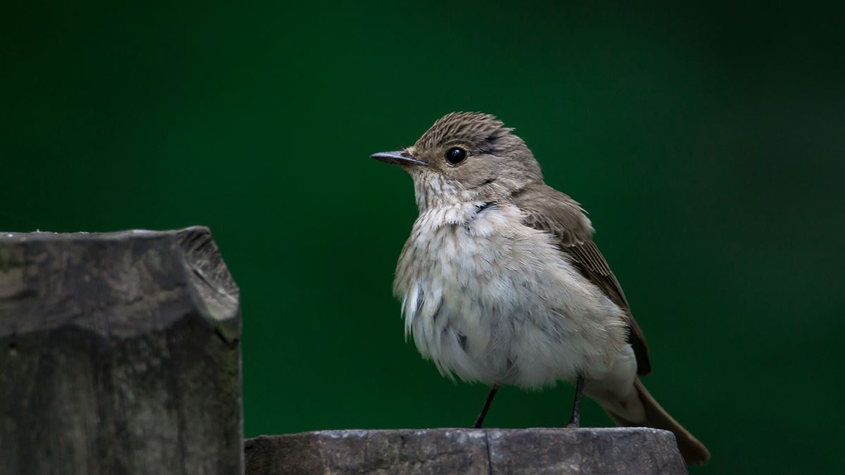 Spotted Flycatcher