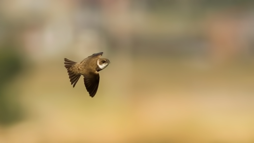 Sand Martin
