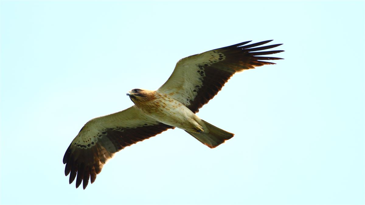 Booted Eagle