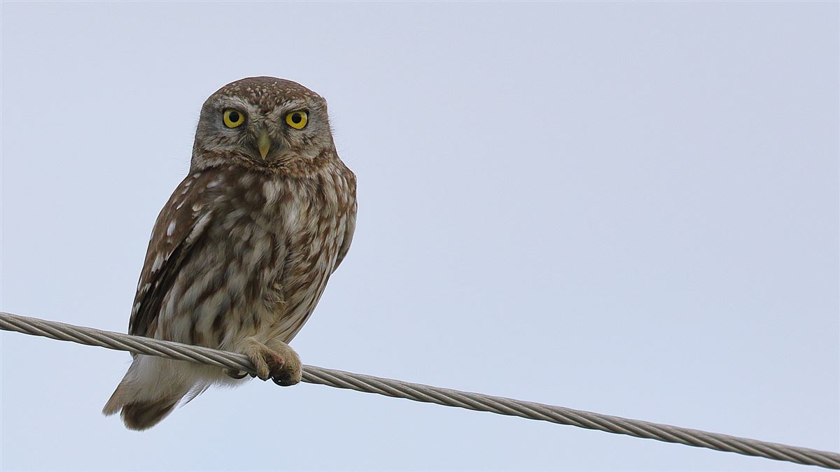Little Owl