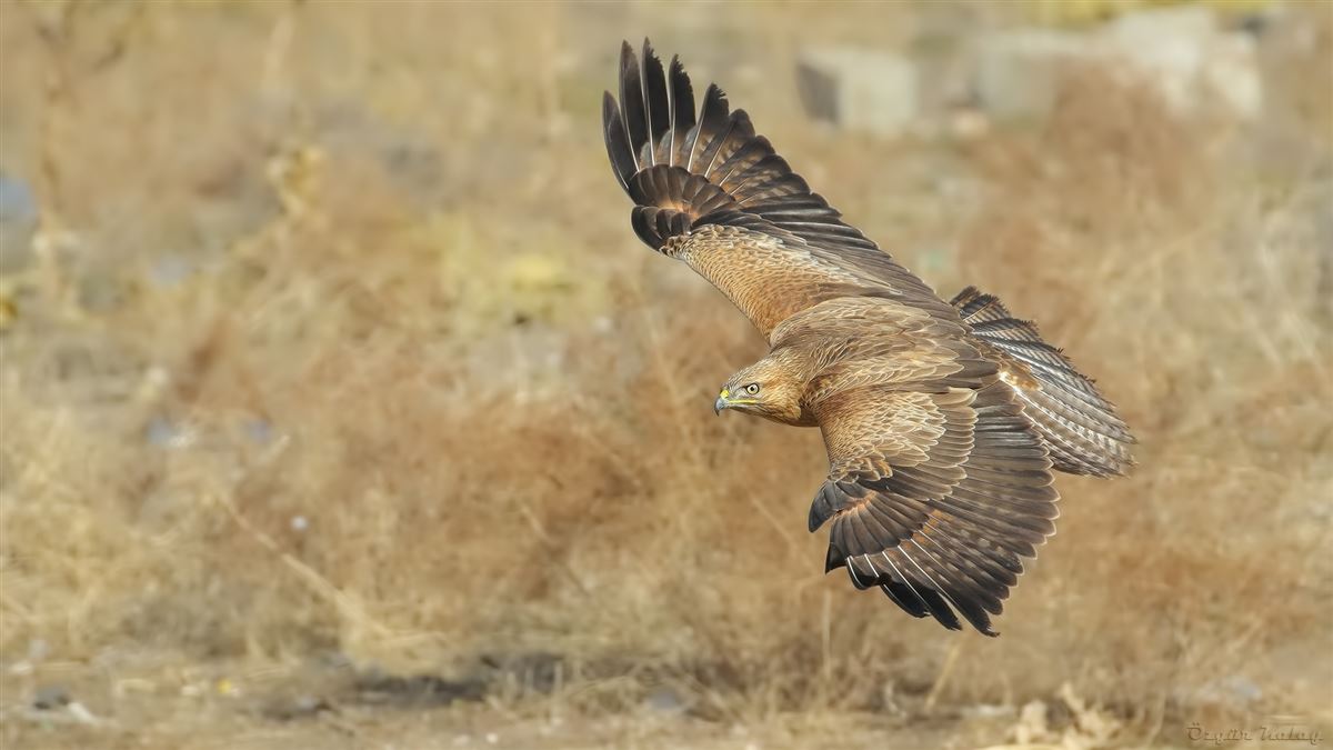 Long-legged Buzzard