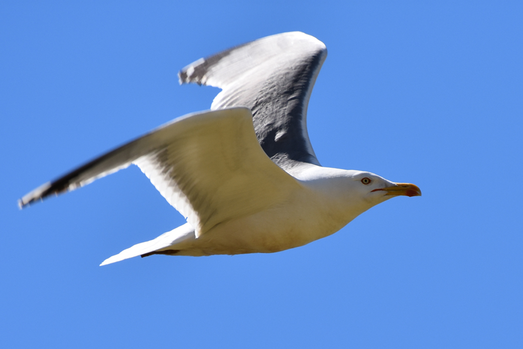Yellow-legged Gull