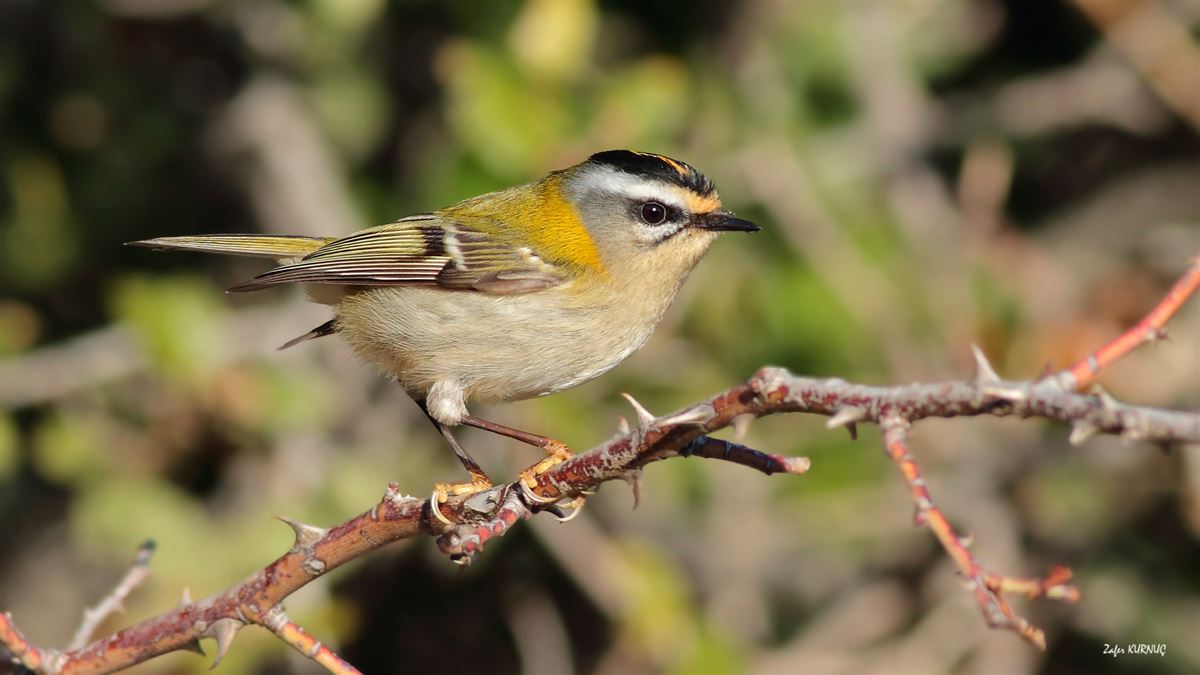 Common Firecrest