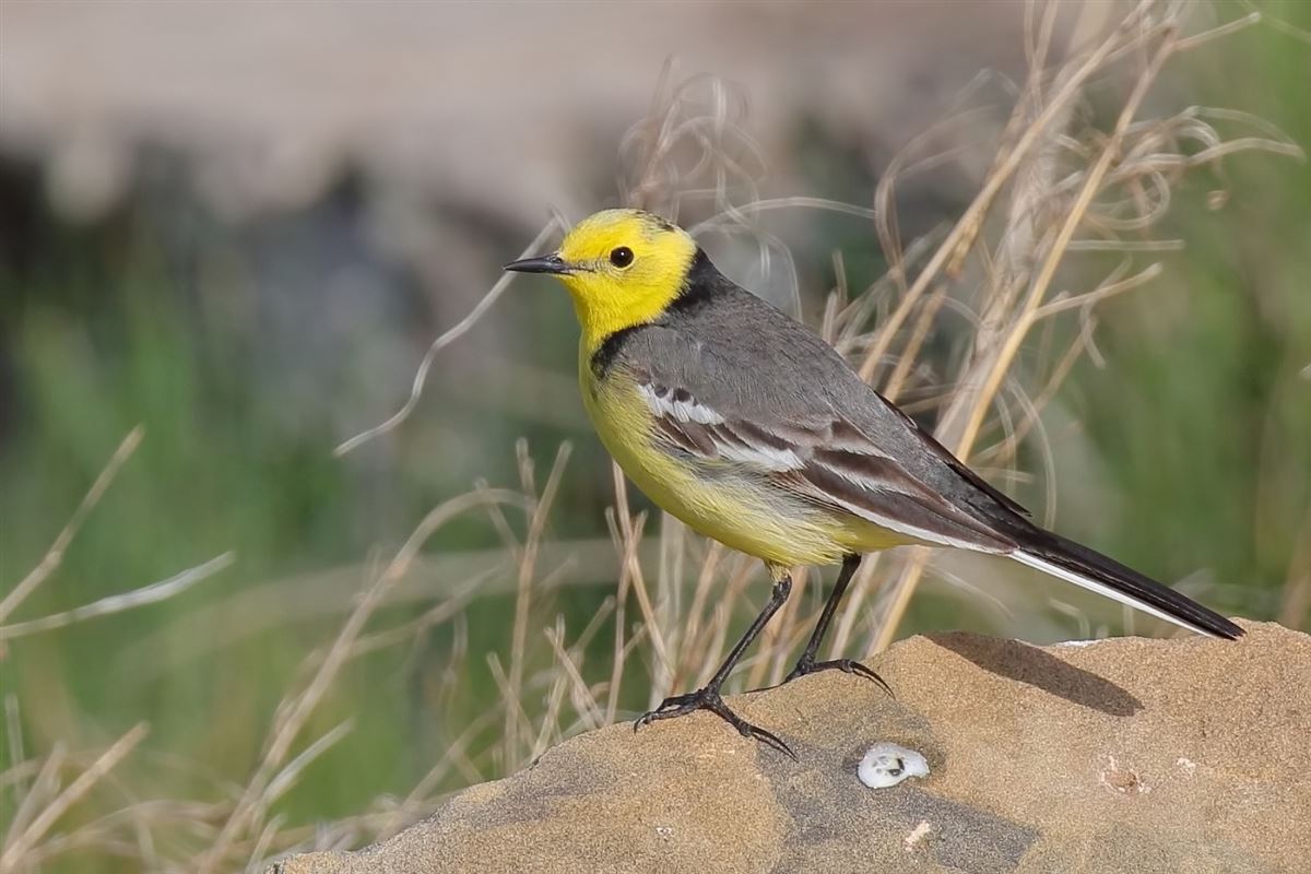 Citrine Wagtail
