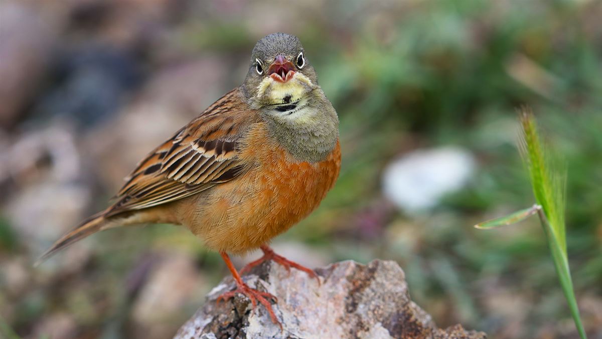 Ortolan Bunting