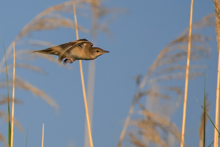 Savi`s Warbler