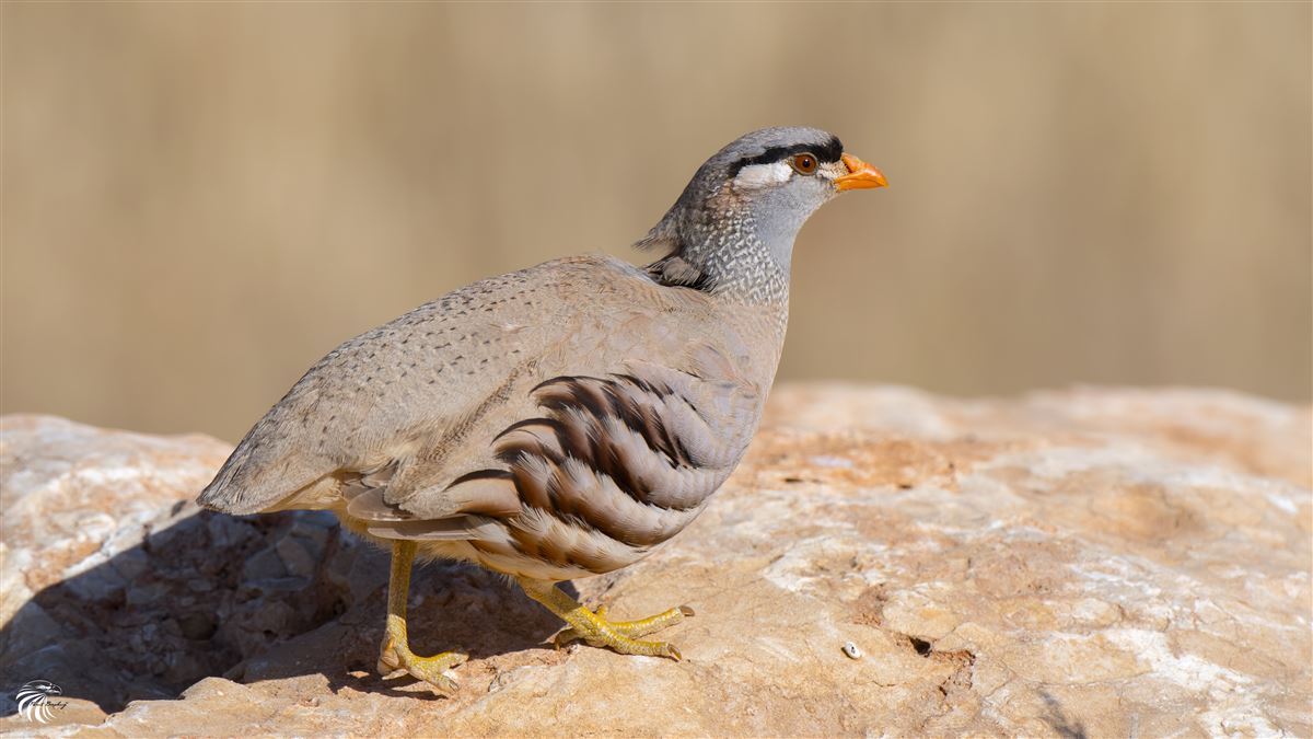 See-see Partridge