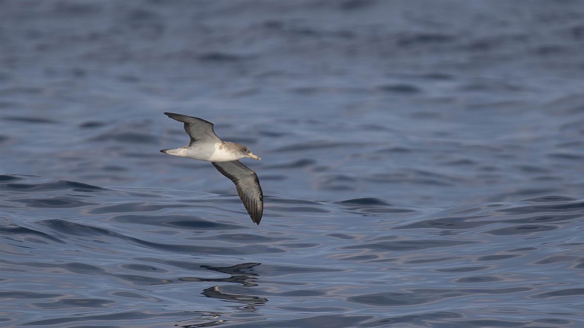 Scopoli`s Shearwater