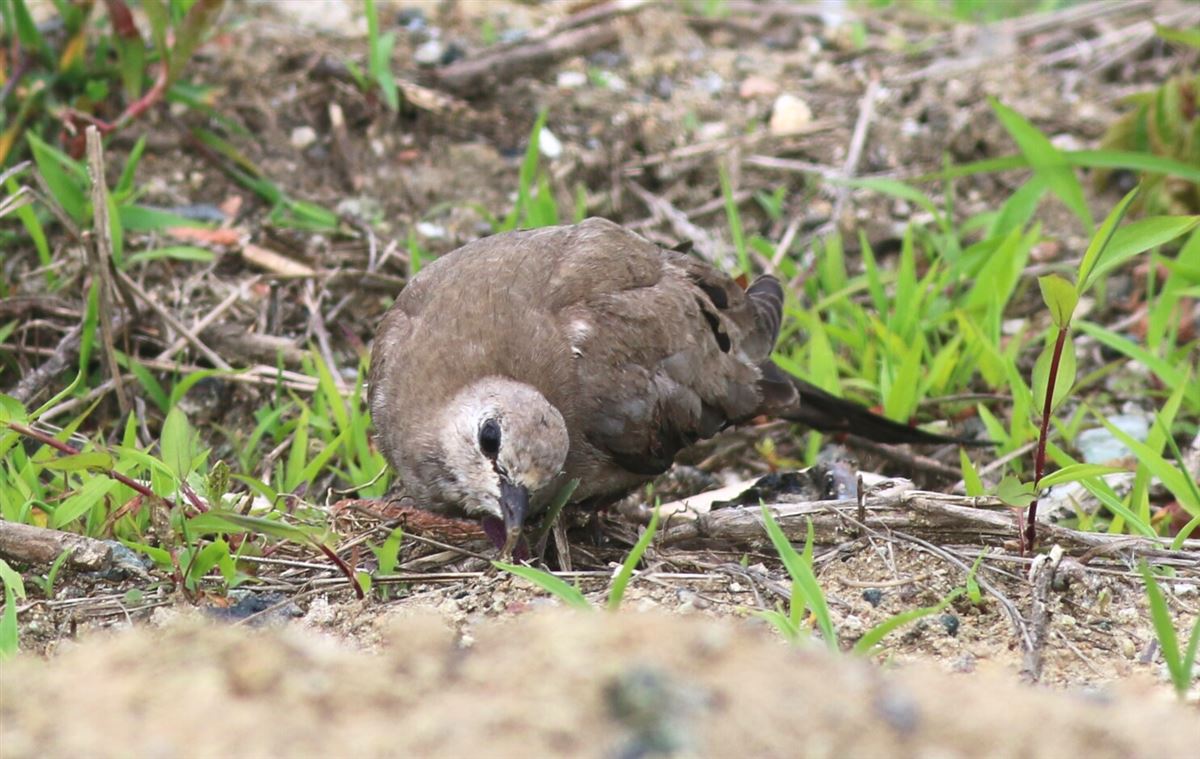 Namaqua Dove