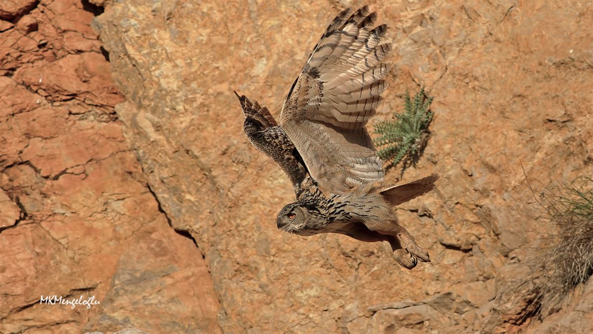 Eurasian Eagle-Owl