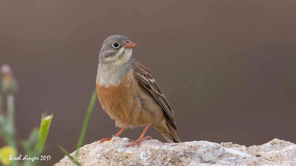 Ortolan Bunting