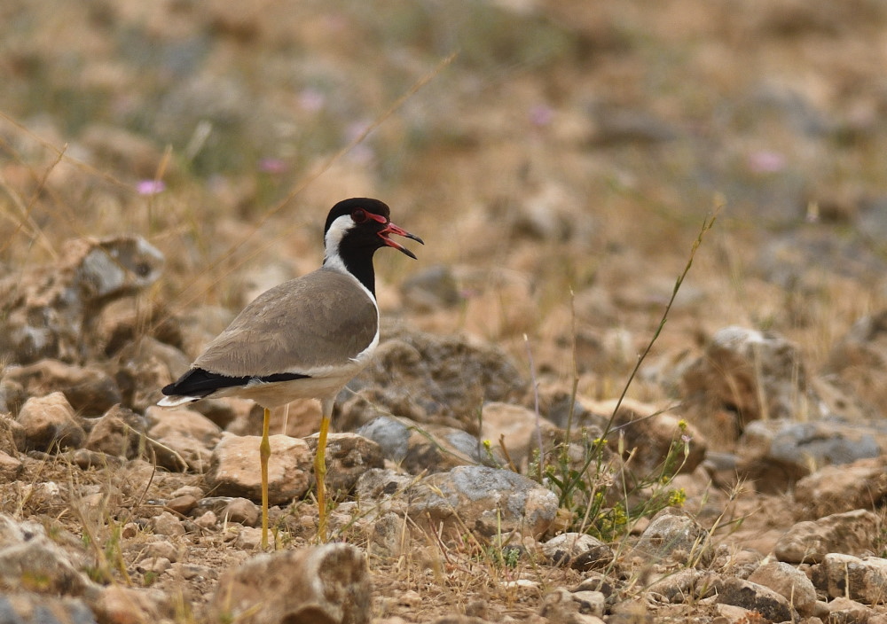Red-wattled Lapwing