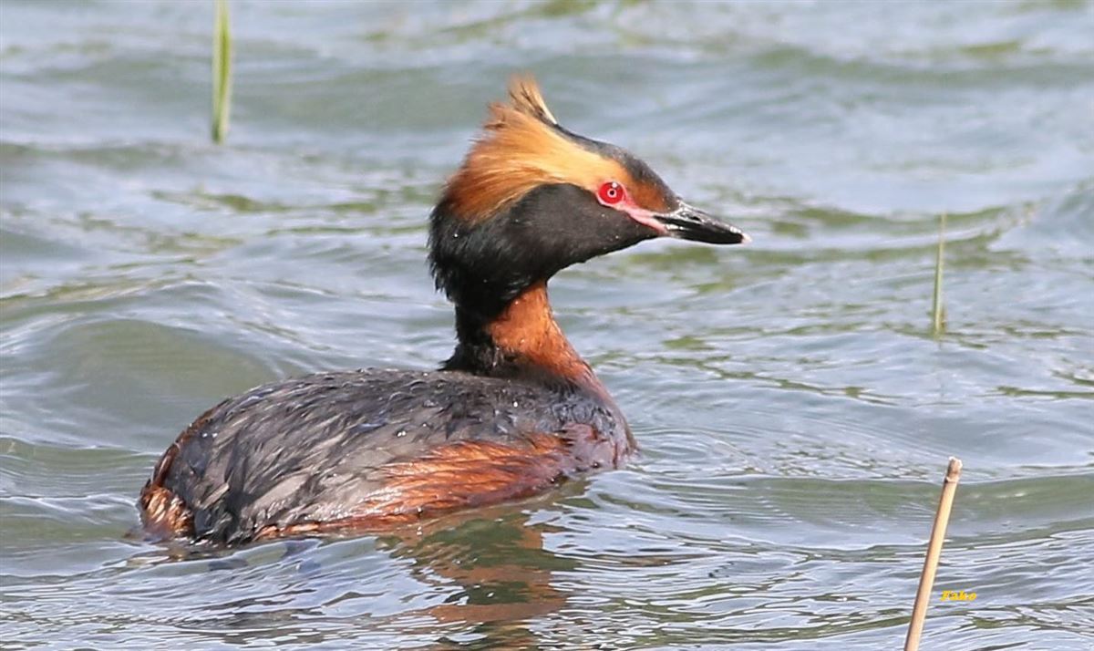 Horned Grebe