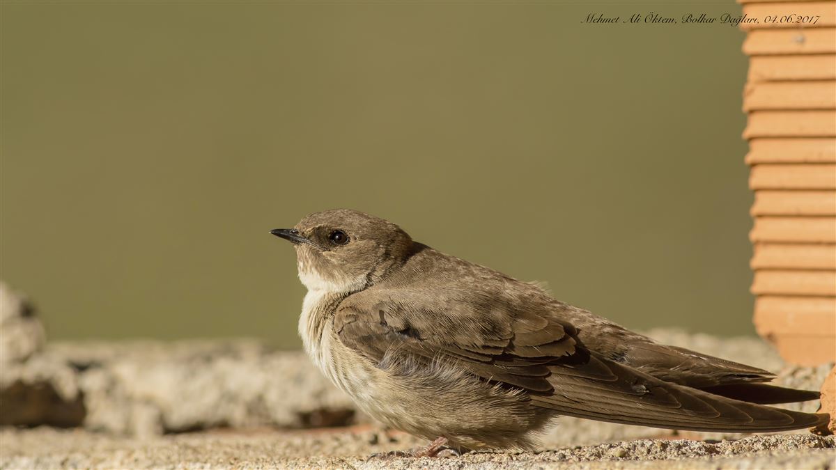 Eurasian Crag Martin
