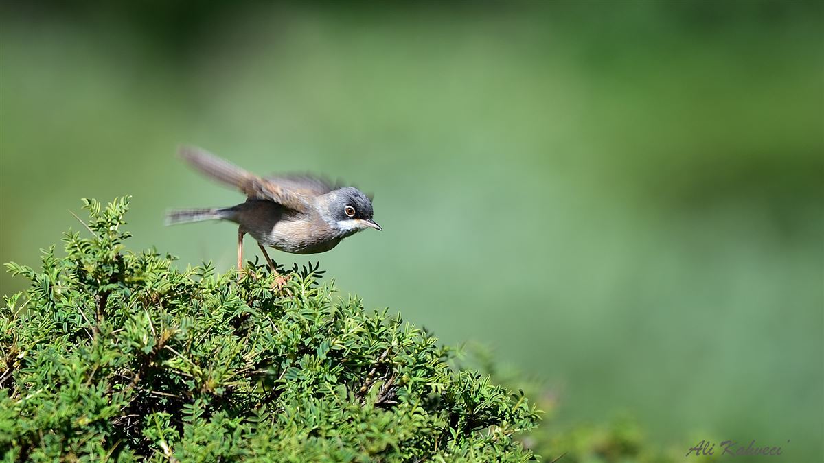 Spectacled Warbler