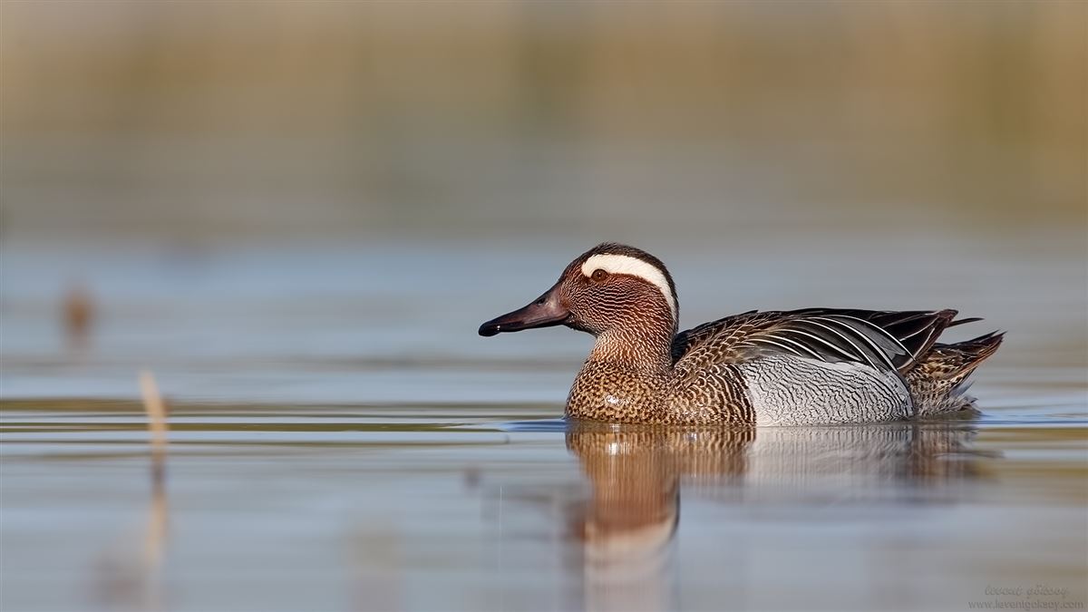 Garganey