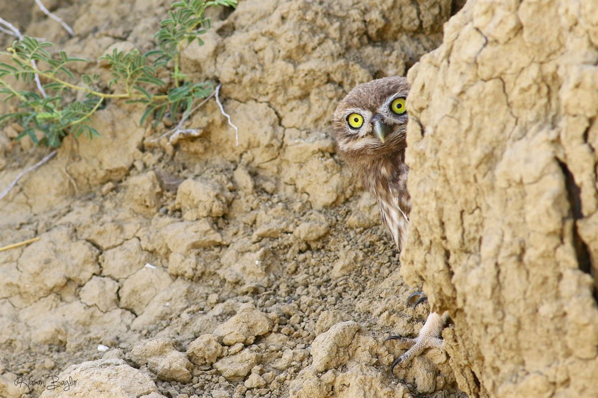 Little Owl
