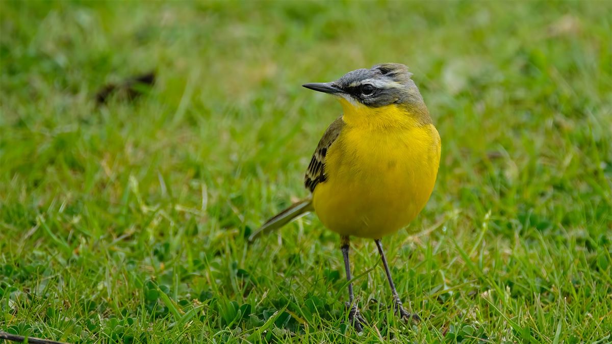 Western Yellow Wagtail