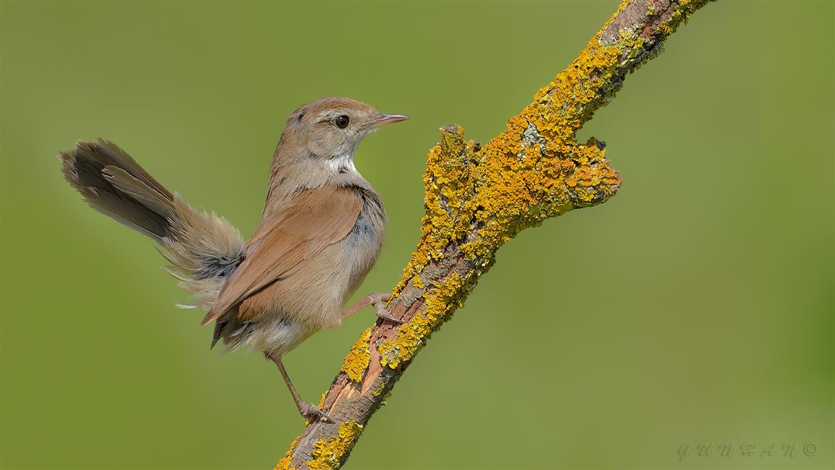 Cetti`s Warbler