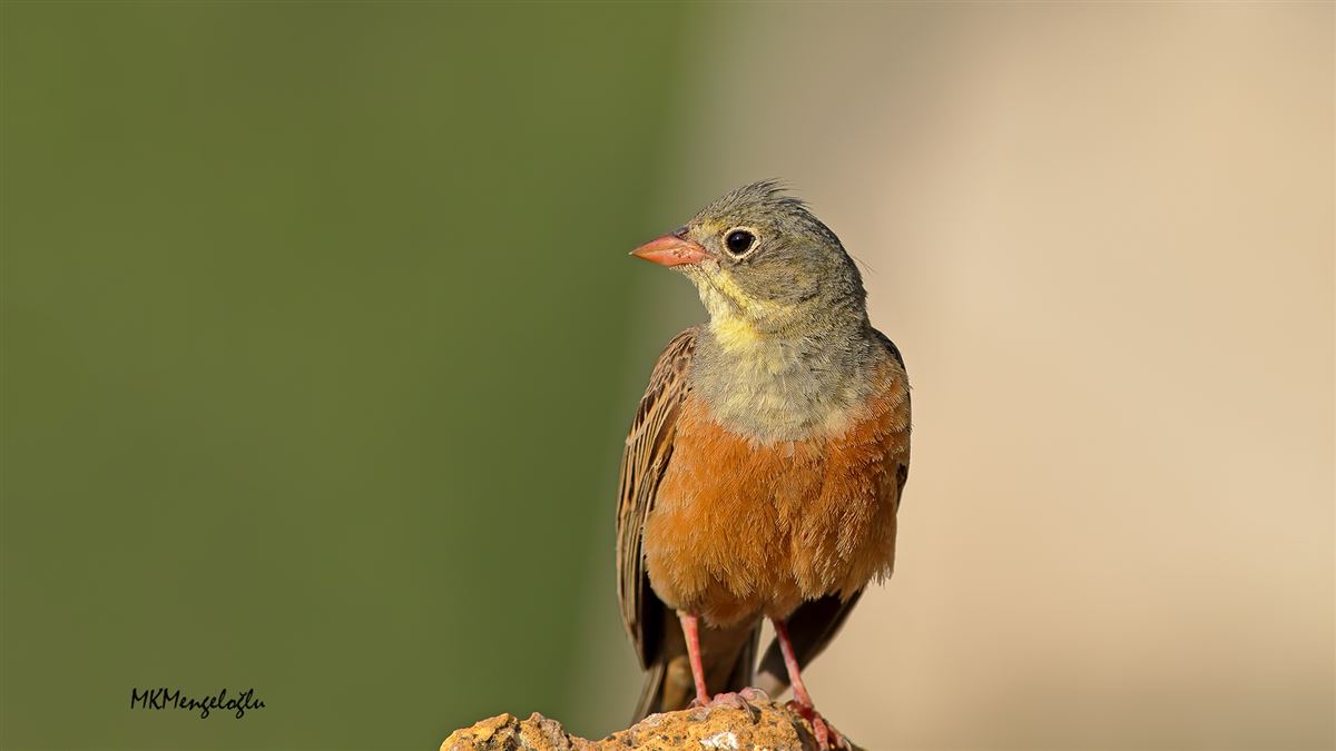 Ortolan Bunting