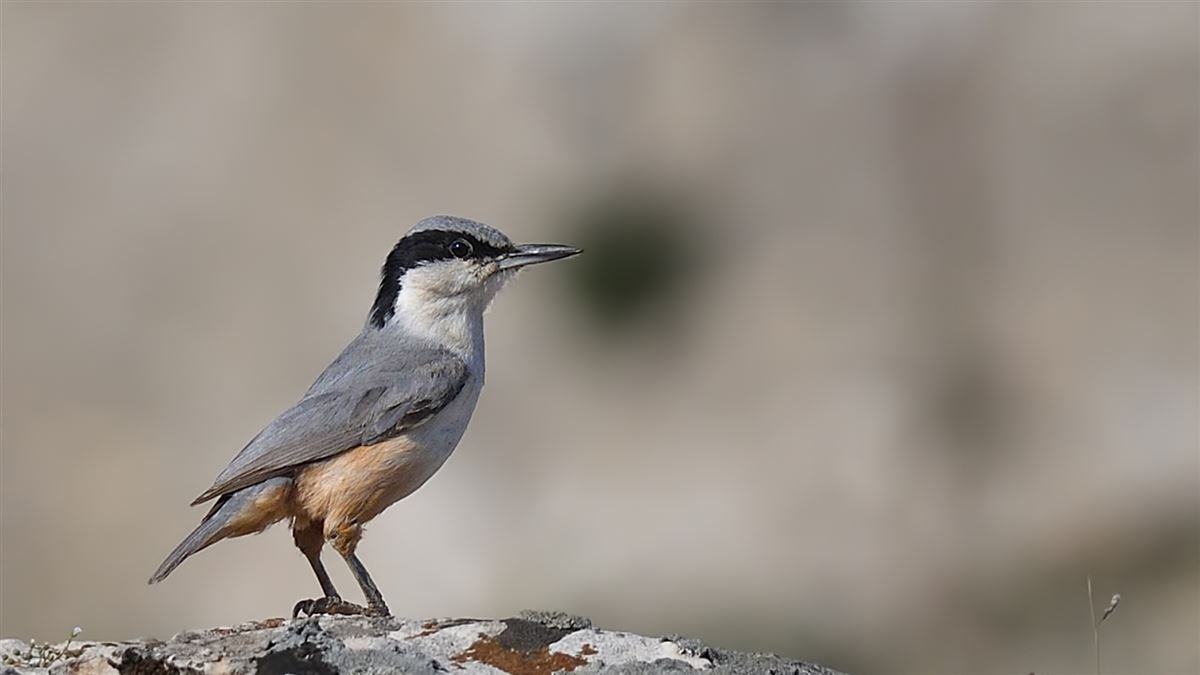 Eastern Rock Nuthatch