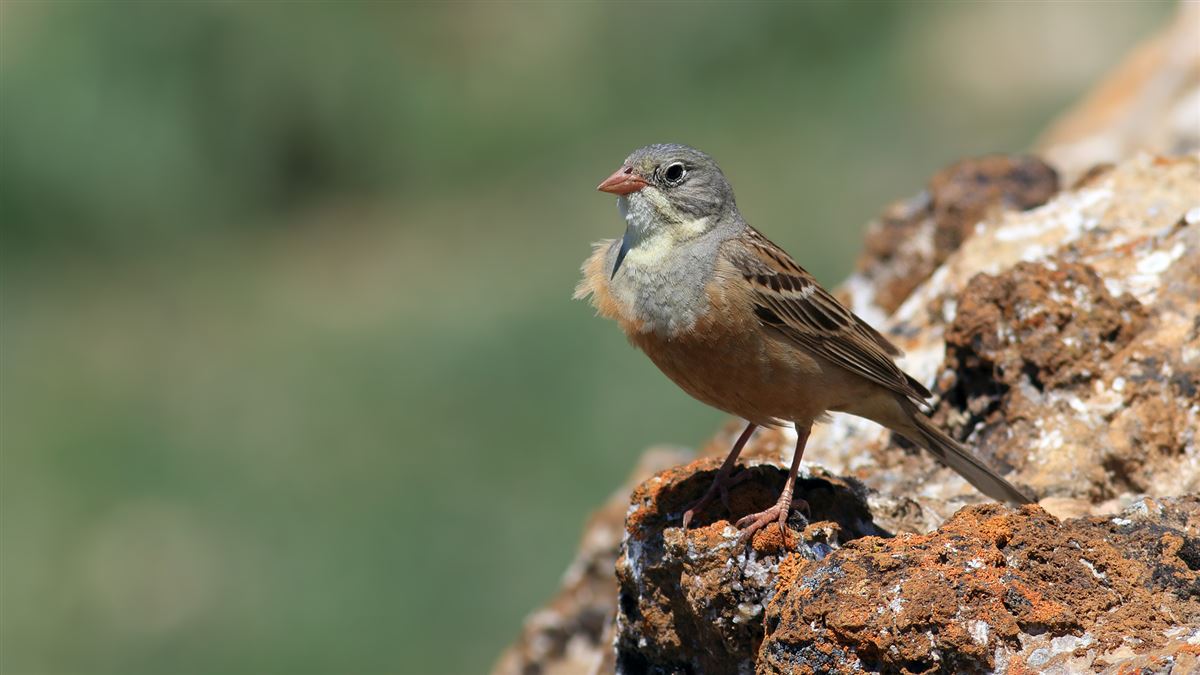 Ortolan Bunting