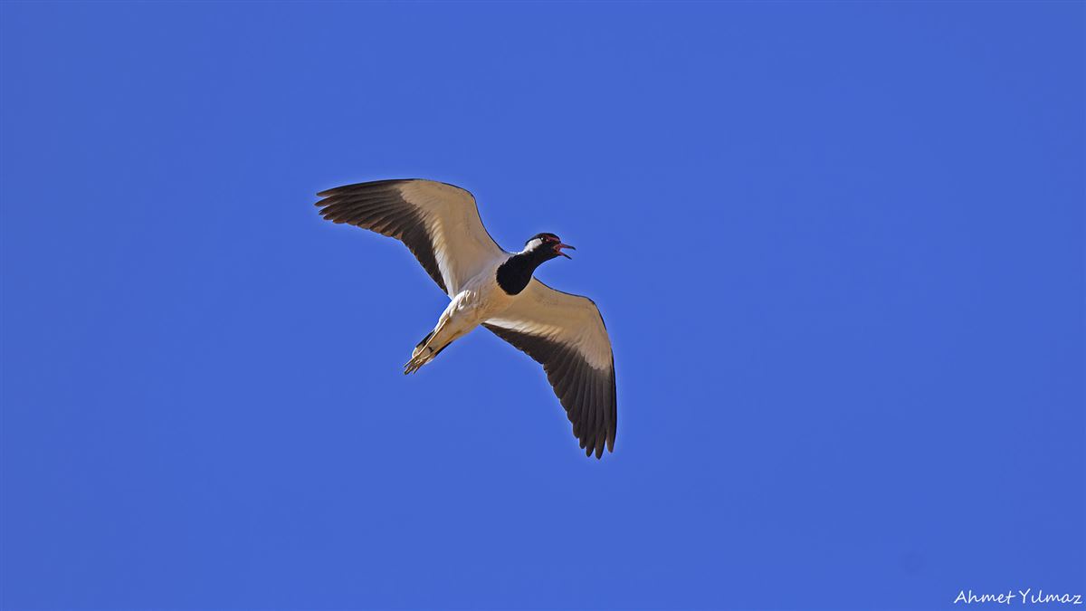 Red-wattled Lapwing
