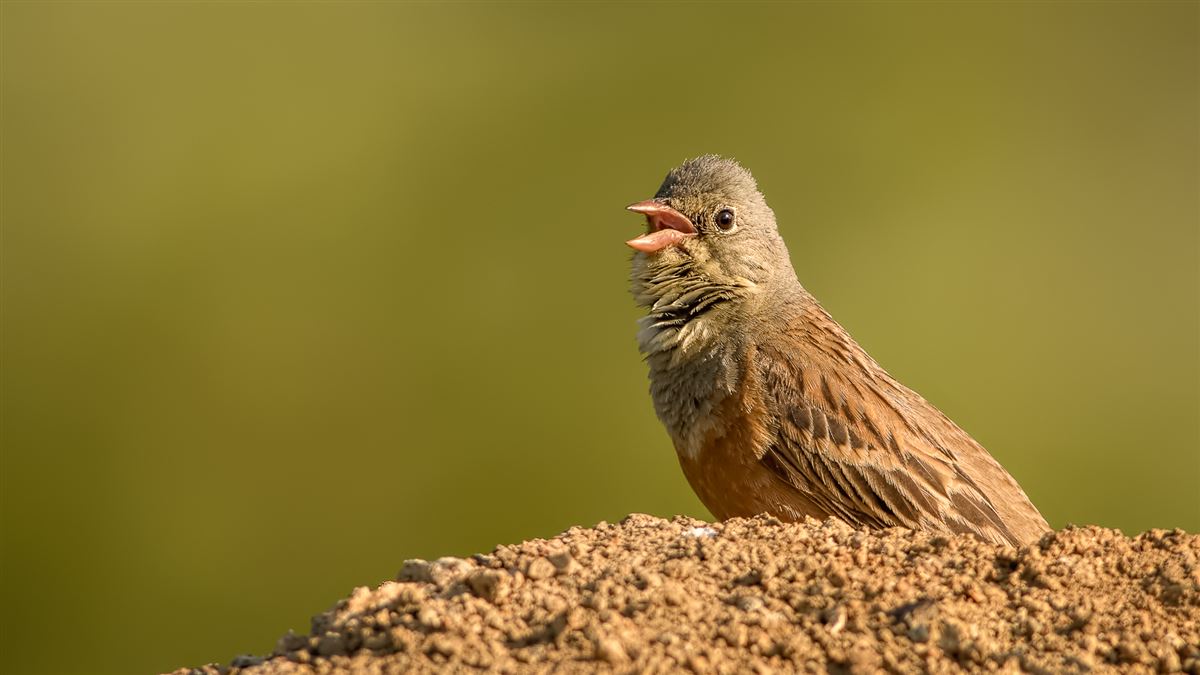 Ortolan Bunting