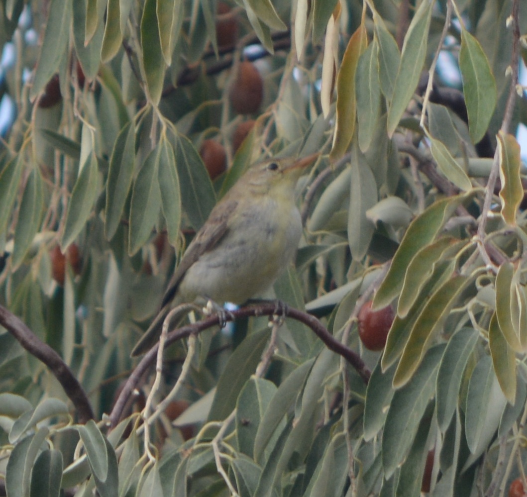 Icterine Warbler