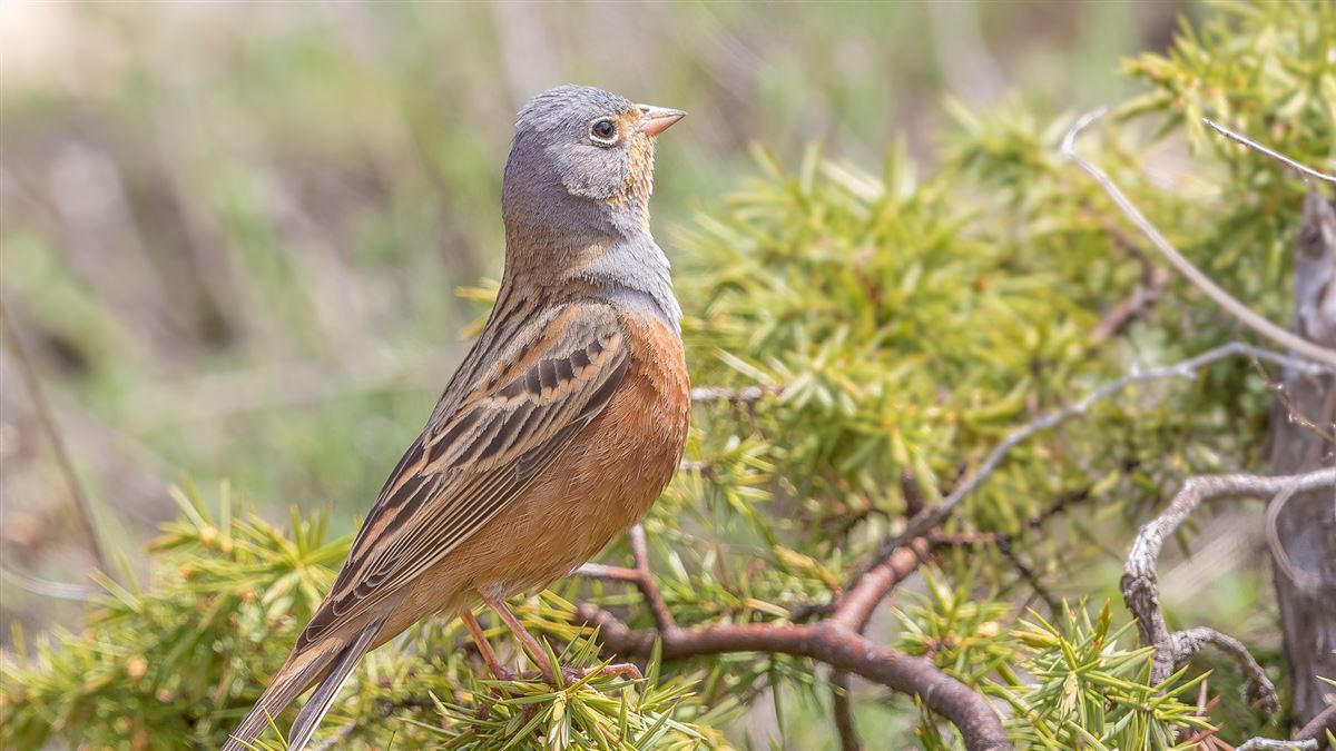 Cretzschmar`s Bunting