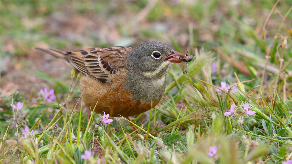 Ortolan Bunting