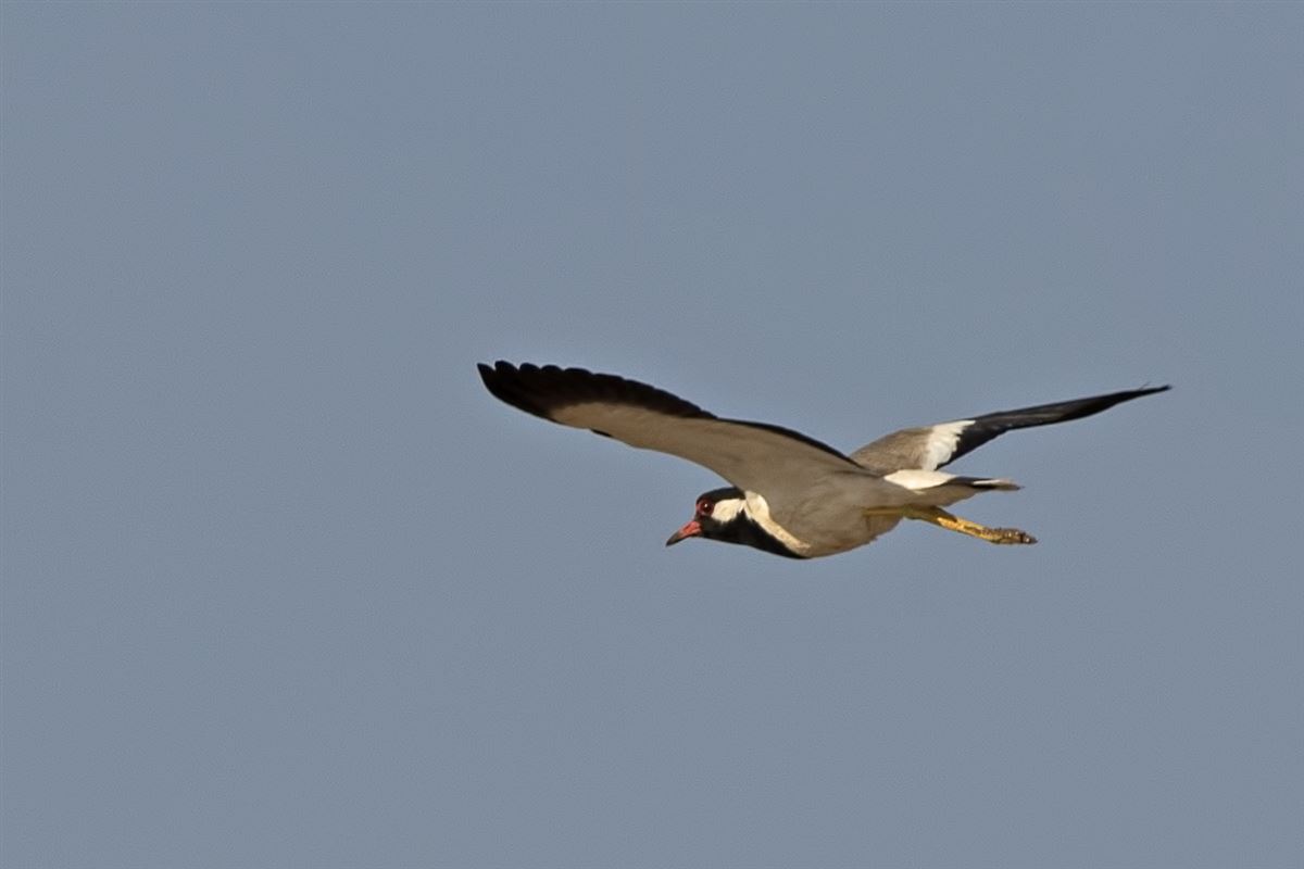 Red-wattled Lapwing