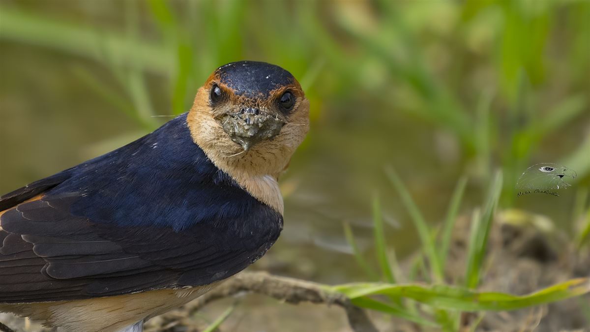 European Red-rumped Swallow