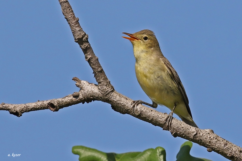 Icterine Warbler