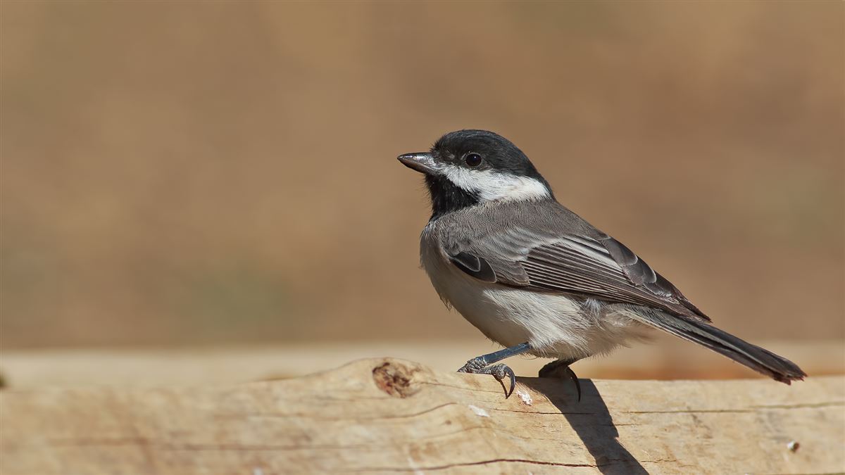 Sombre Tit