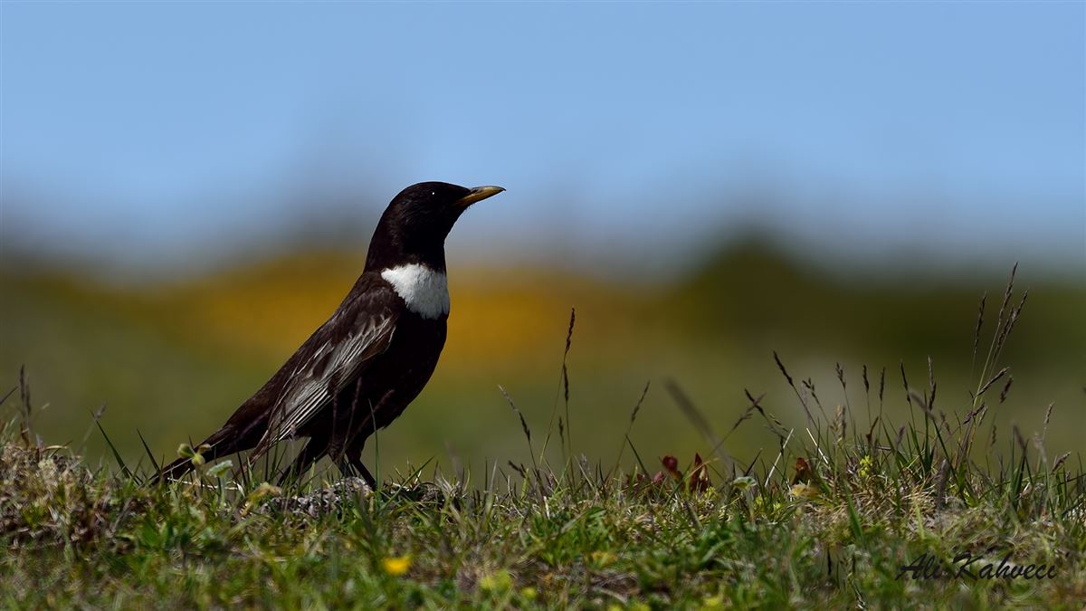 Ring Ouzel