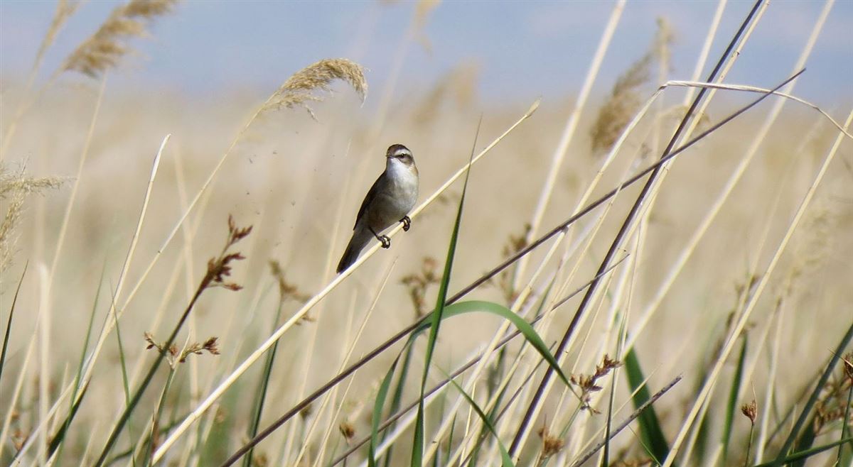 Moustached Warbler