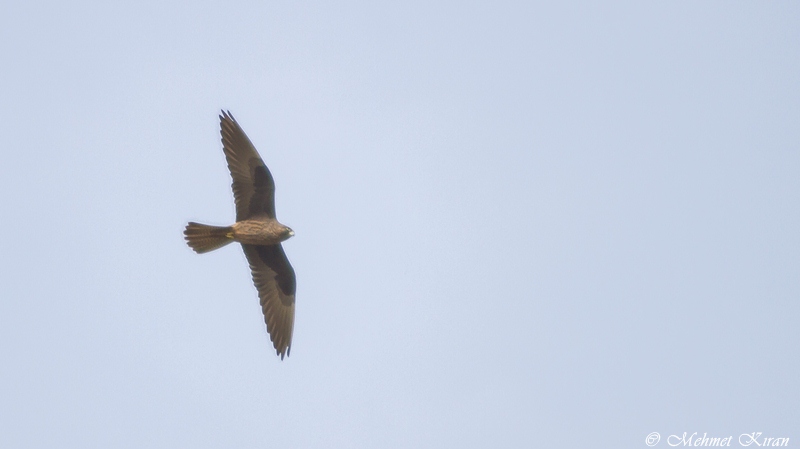 Eleonora`s Falcon