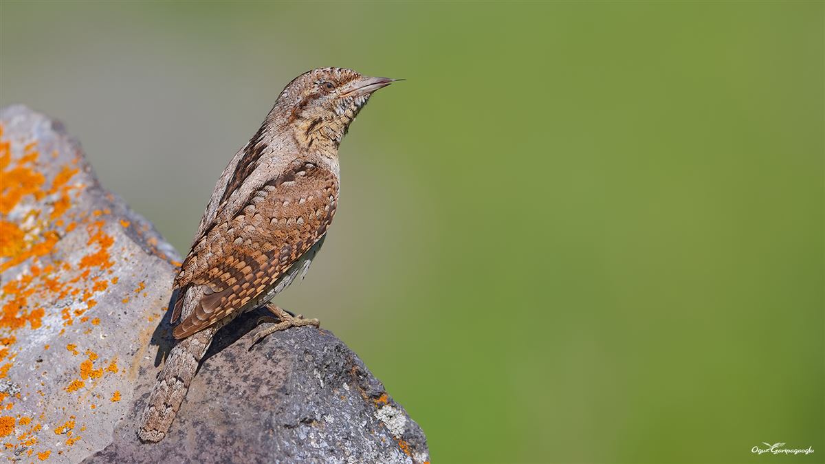 Eurasian Wryneck