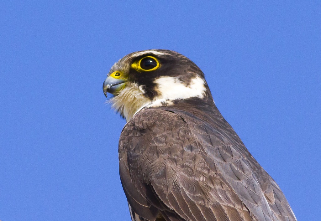 Eurasian Hobby