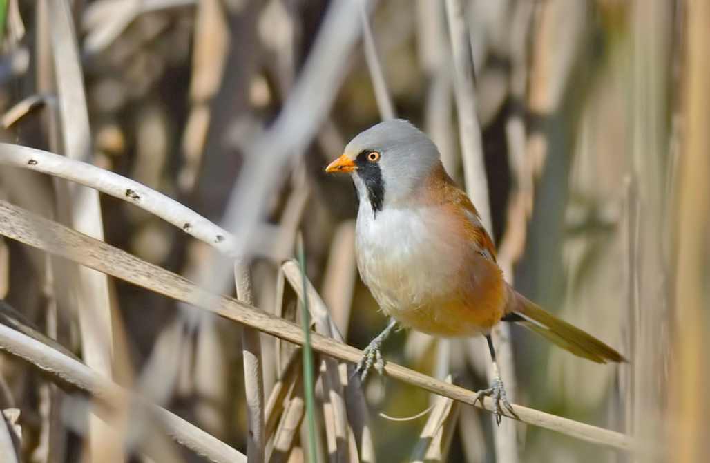 Bearded Reedling