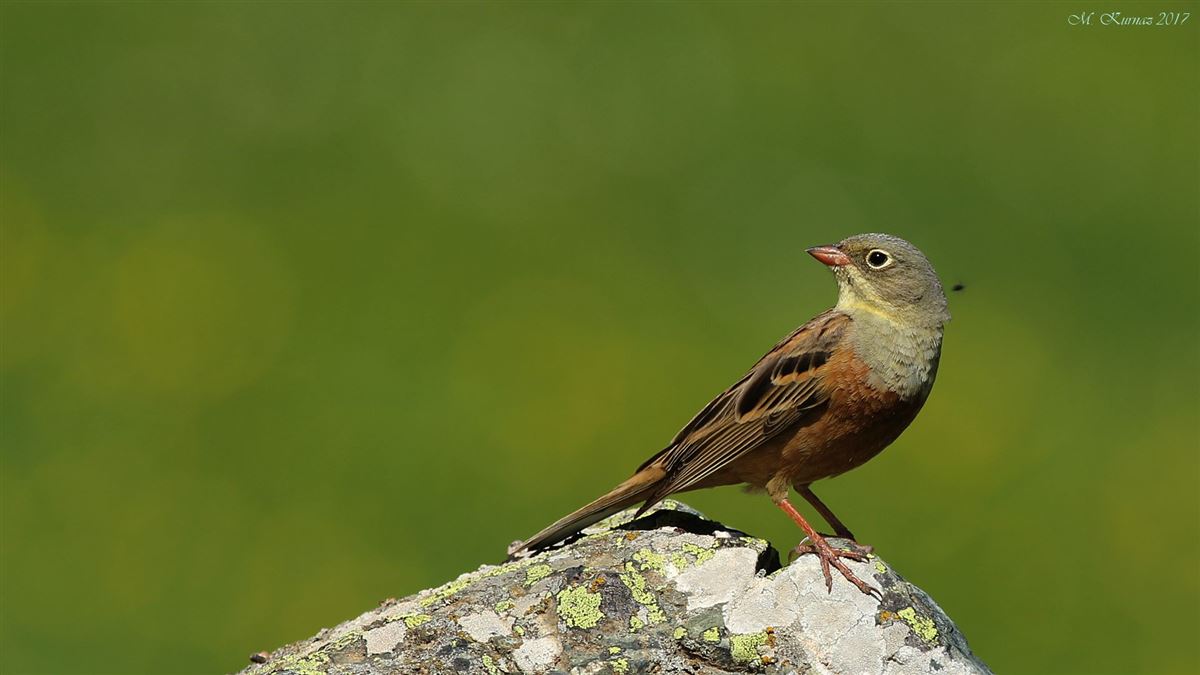 Ortolan Bunting