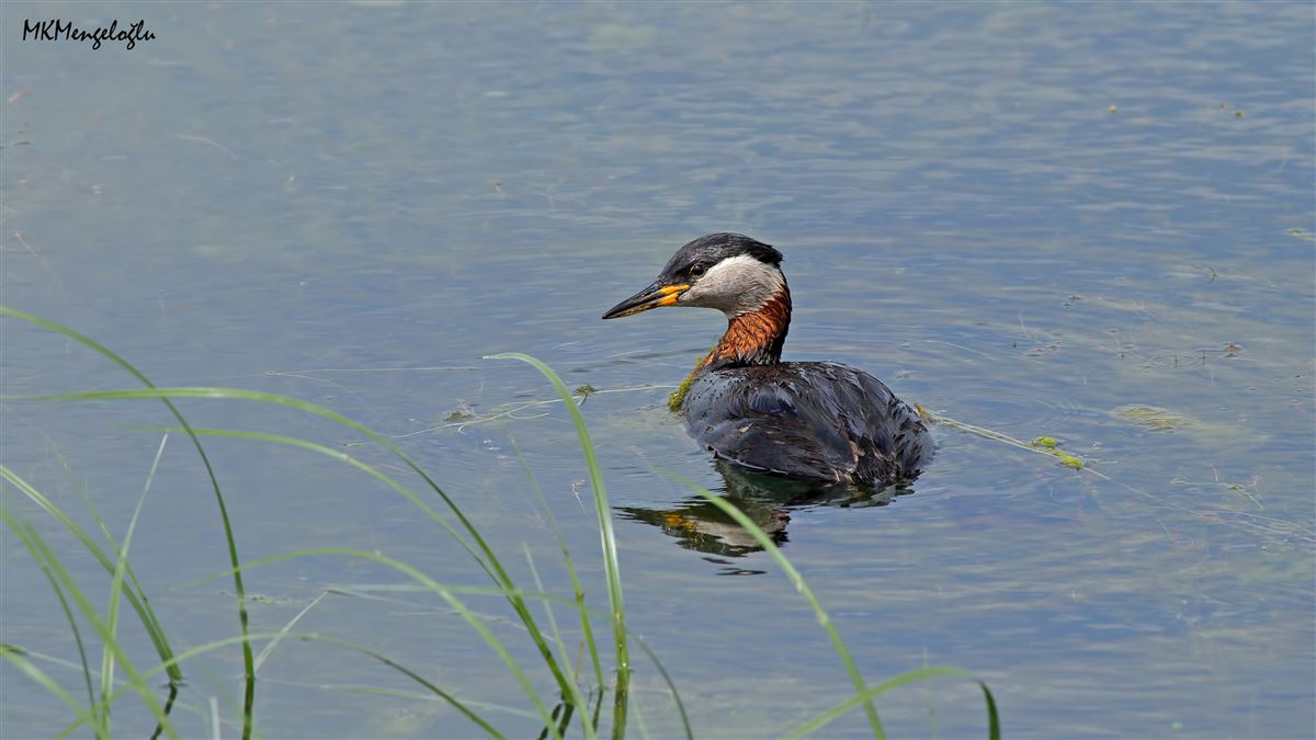 Red-necked Grebe